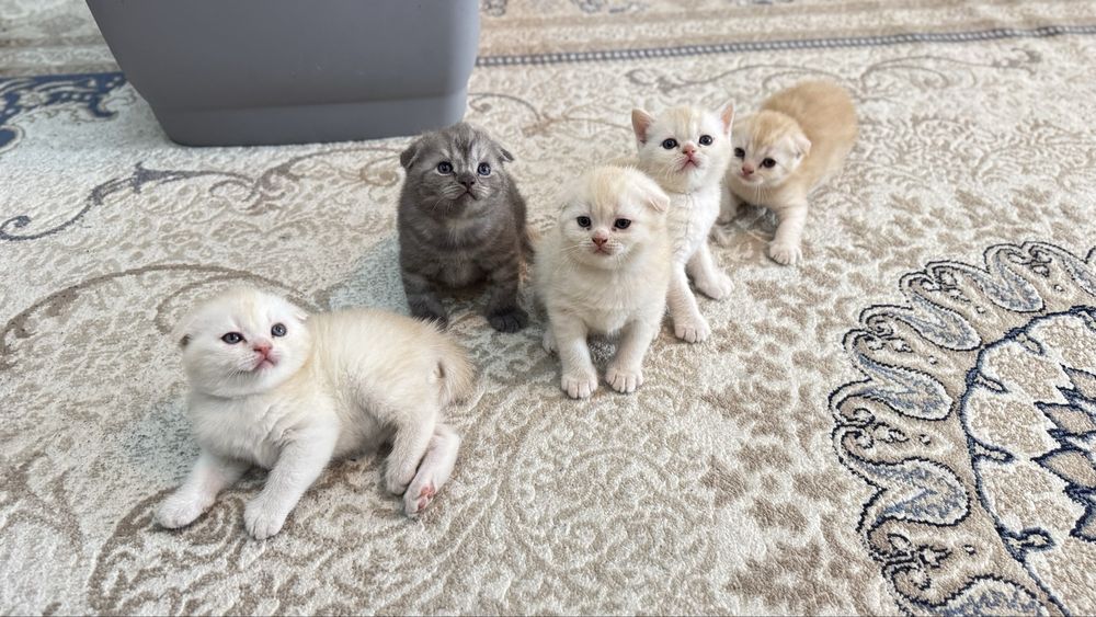 Мушуклар скоттиш фолд