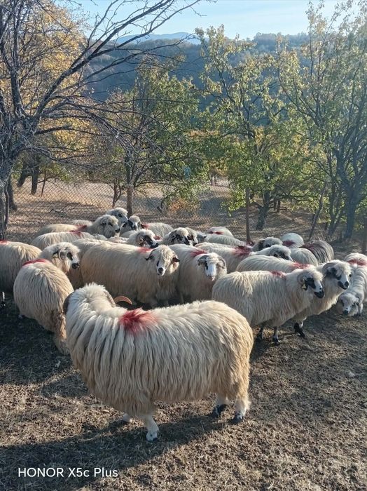 disponibile 20 și un berbec de oi toate tinere
