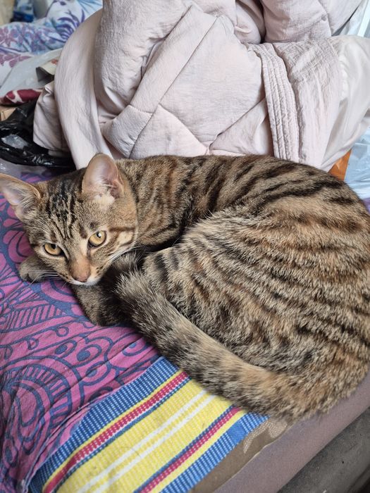 Отдам молодую кошку