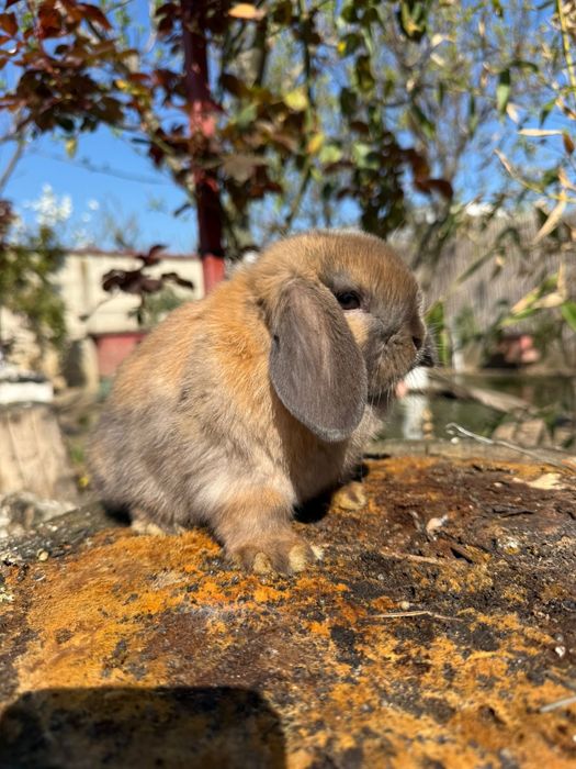 Vând iepuras Berbec Pitic (Mini Lop)