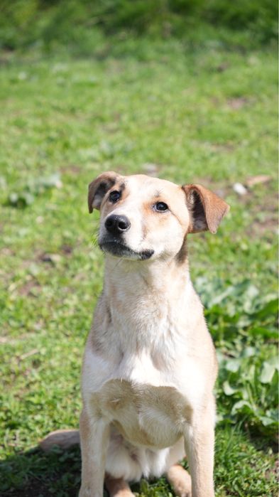 Звоночек собака девочка ищет семью. Добрая к детям