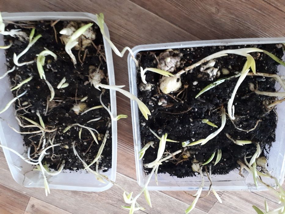 Лилии белые и оранжевые