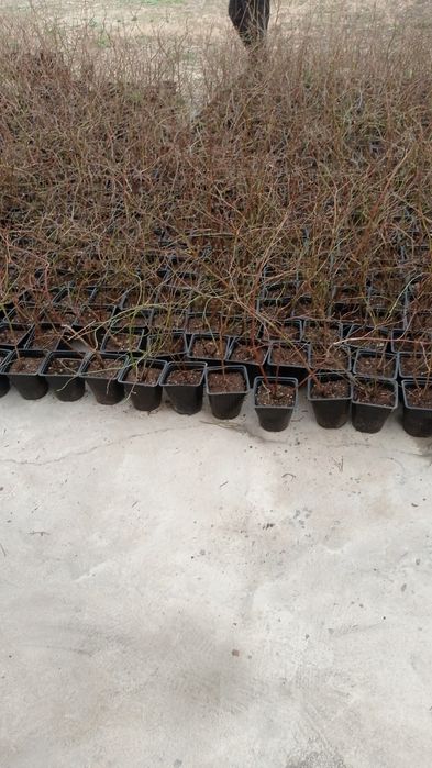 Голубика кучатлари энди Фарғонада энг арзон нархларда оптомга