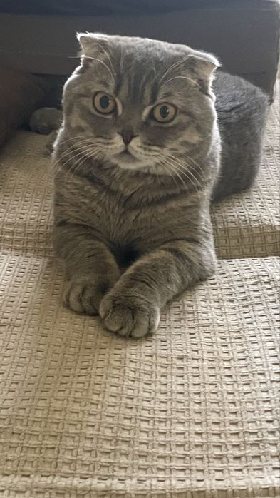 Продам кота скотишь фолд