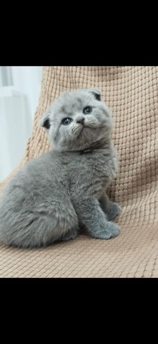 Продам шотландских котят