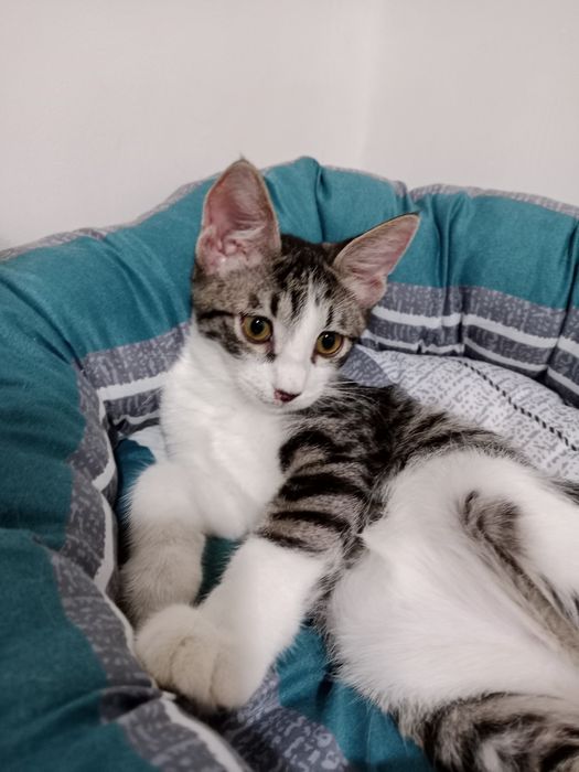 Подрощенный мальчик