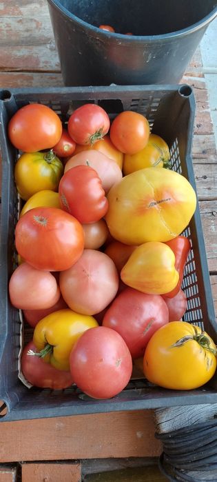 Продам домашние помидоры