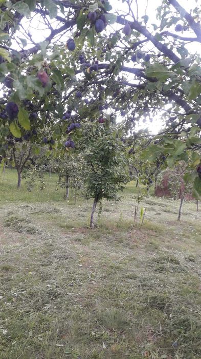 Vand Prune Tuica si Mere de Vara