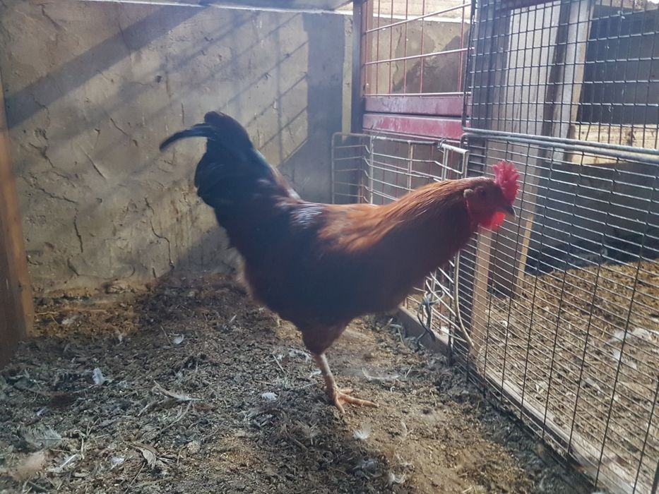 Продам молодых  породы Амераукана