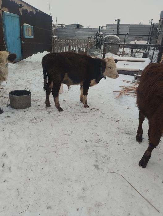 Тайынша бүка сатамын