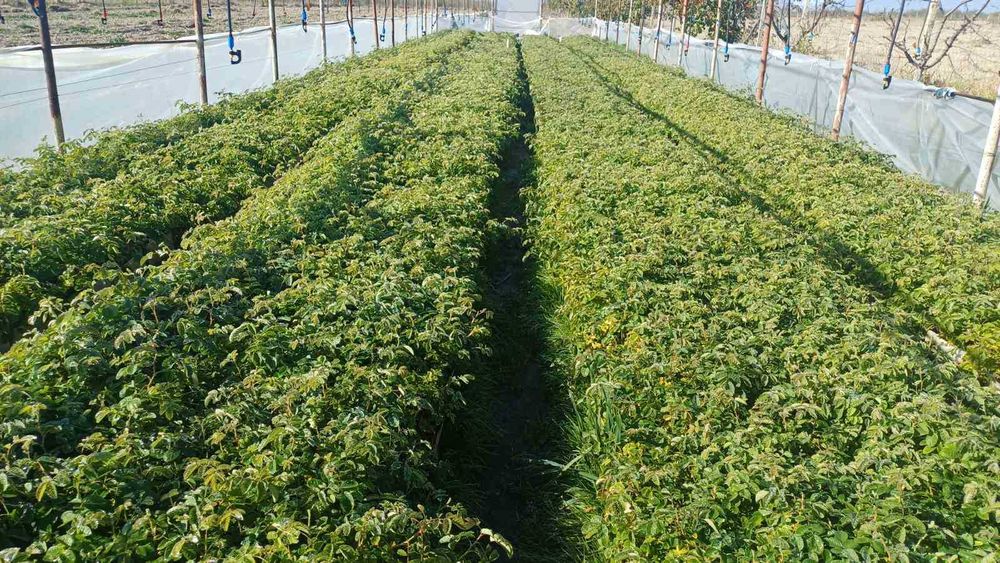 Разсад Рози Дамасцена