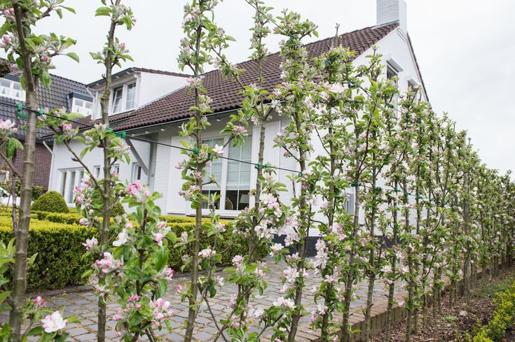 Pomi fructiferi columnari