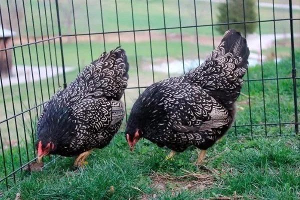 Инкубационные яйца Барневельдер