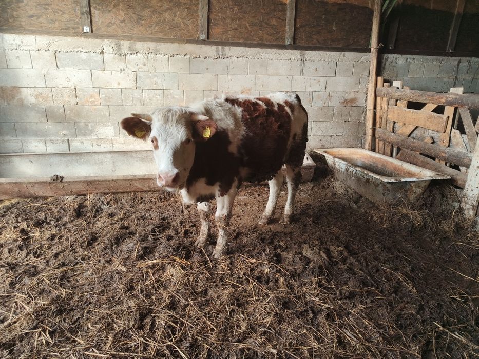 Junica baltata romaneasca