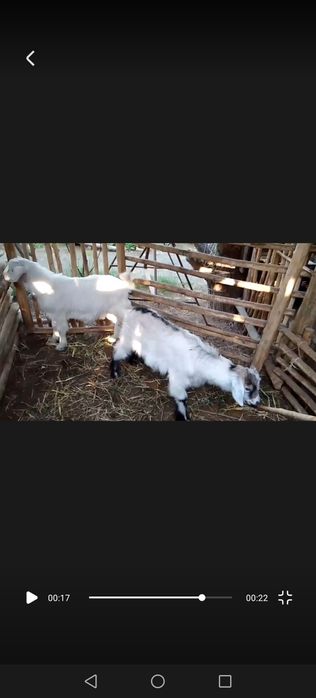 Echki takachalar sotiladi 1 tasi