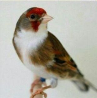 Kanareka sotiladi sayroda