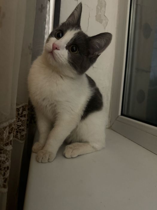 Отдам кошечку в добрые руки