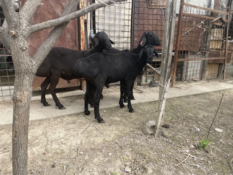 Қой қўзилар сотилади