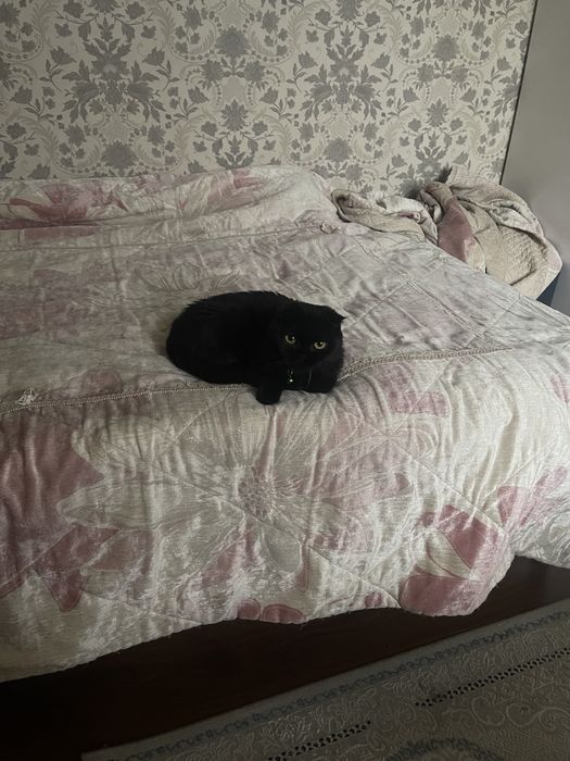 Кошка , шотландская, чистокровная