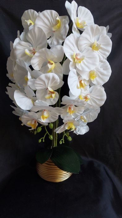 Sovg‘abob Orxideya gartenziya zakazga