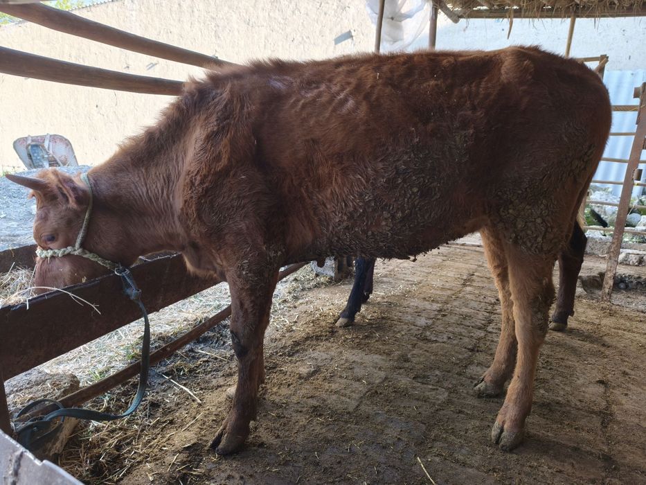 Gunojin sotladi soglom yuvosh