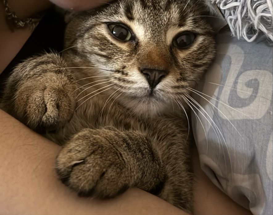 Pisicuta spre adoptie