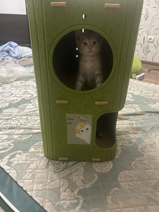 Отдам котенка мальчик