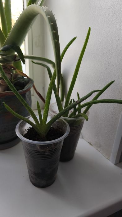 Продам Алоэ Вера