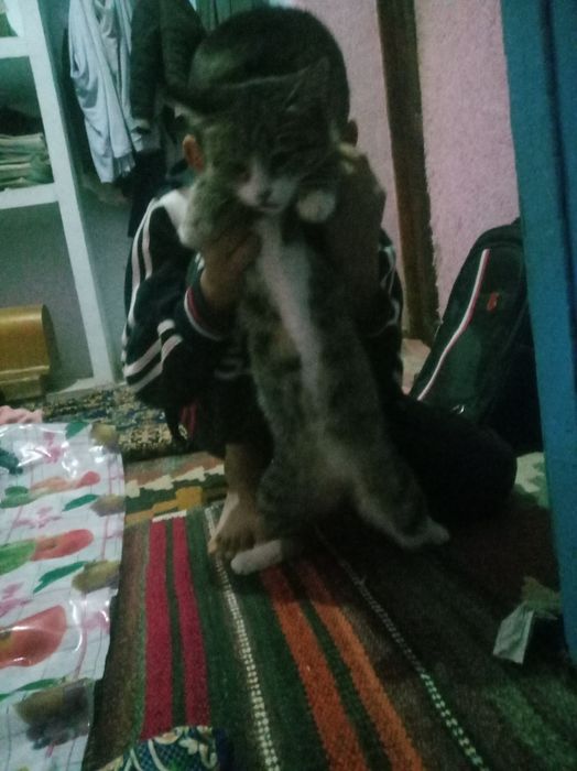 Kattasi bilan eshakda sikishadi