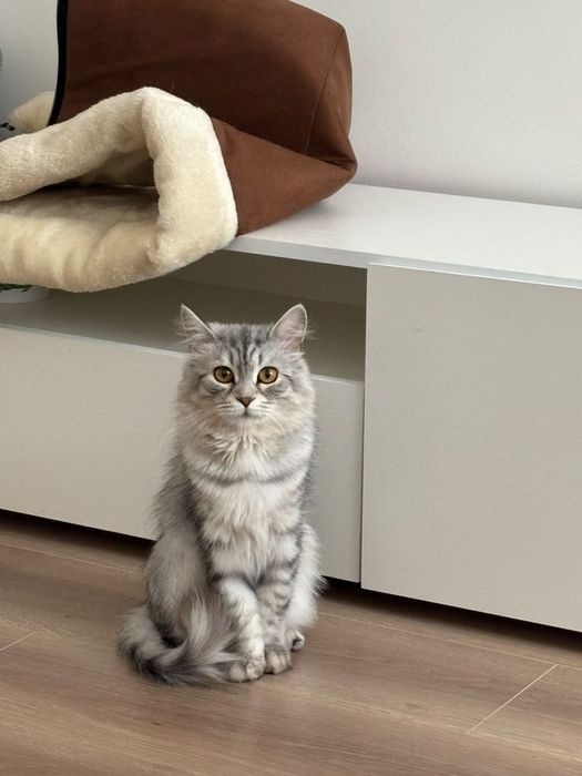 Кошечка стерилизованная спокойная в ответственные руки кошка