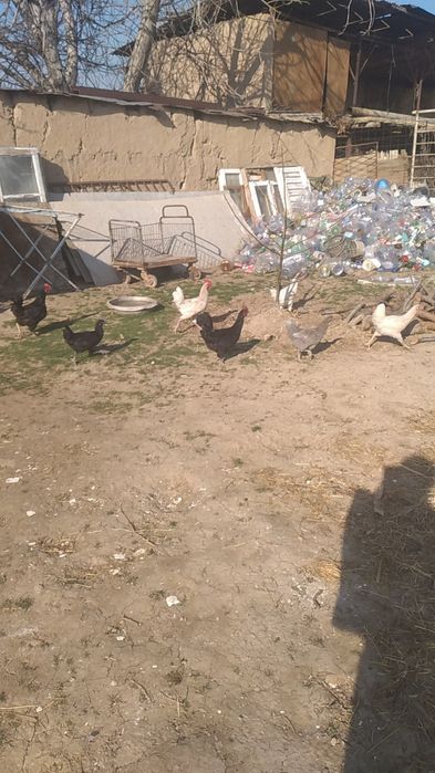 Sorochna sotiladi Damashni tovuqla donasi 220000 soni 10 ta