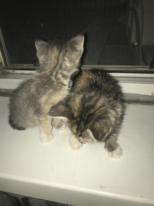 Отдам котят в добрые руки
