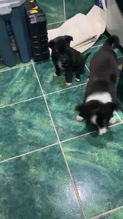 Щенкам нужен дом!