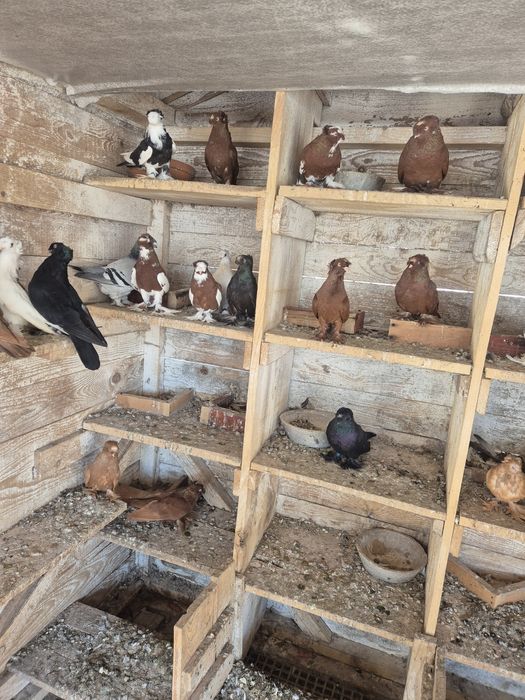 Jucatori de botosani