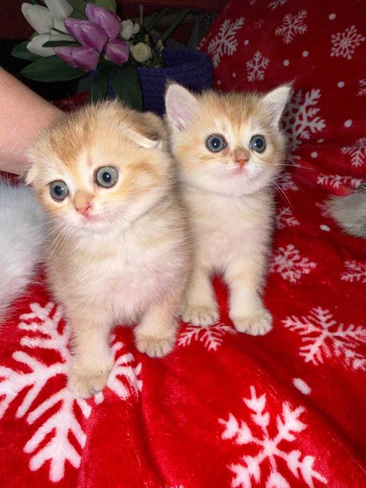 котята золотые шиншиллы