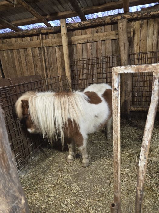 Vand poneita talie mica