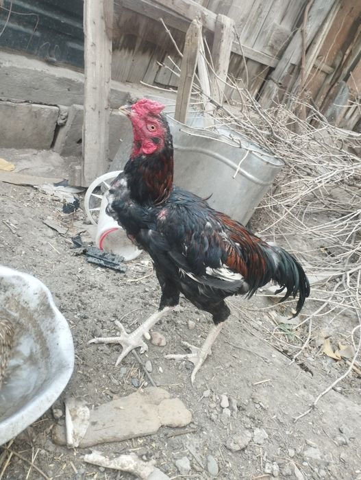 Дакан цена за всех