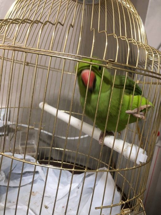 Продаётся попугай ожерелла