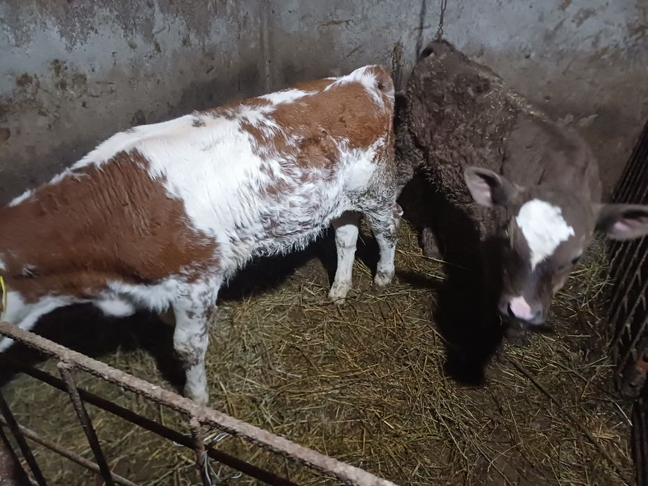 Vând doi vițeii!!