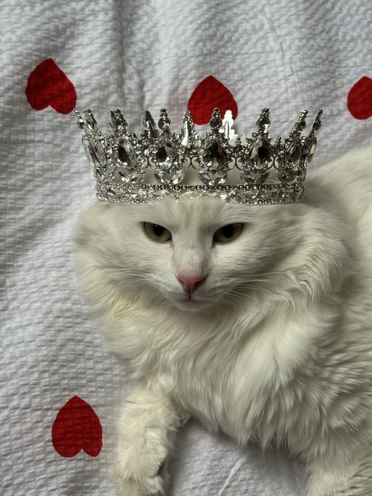 Отдам в хорошие руки Кот