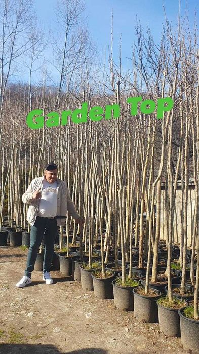 Copaci  platan tei mesteacan