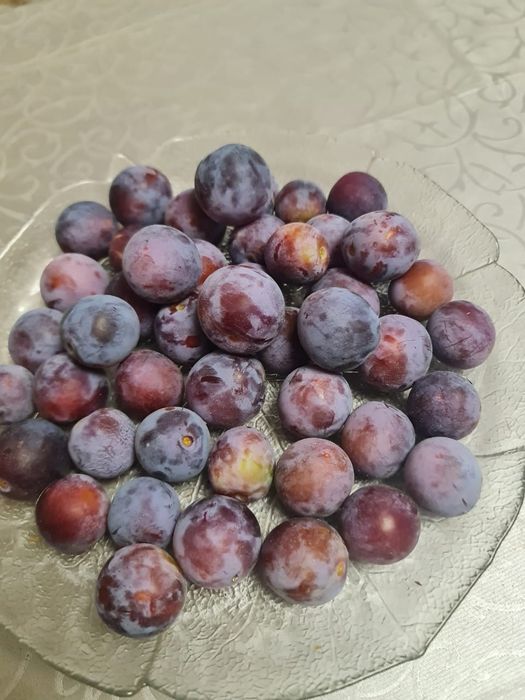 Продам домашнюю сливу
