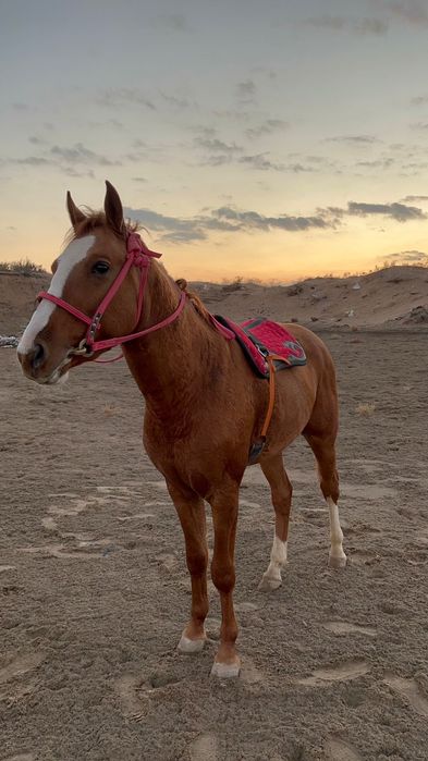 Дончак құнан сатылады