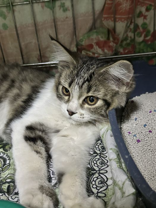 Котенок в добрые руки