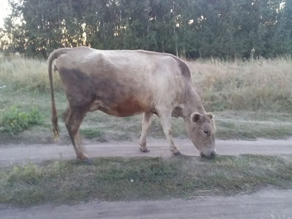 Продается корова