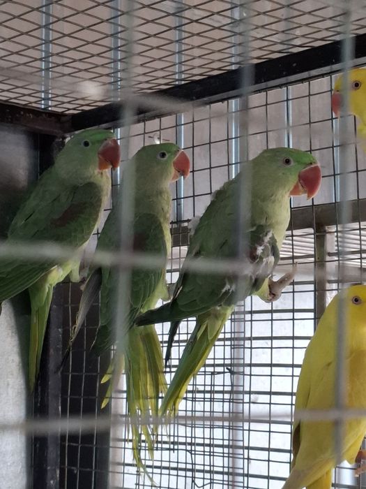 Alexandrii mari si mici