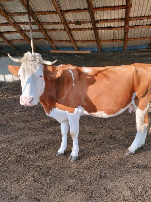Vaca de vanzare