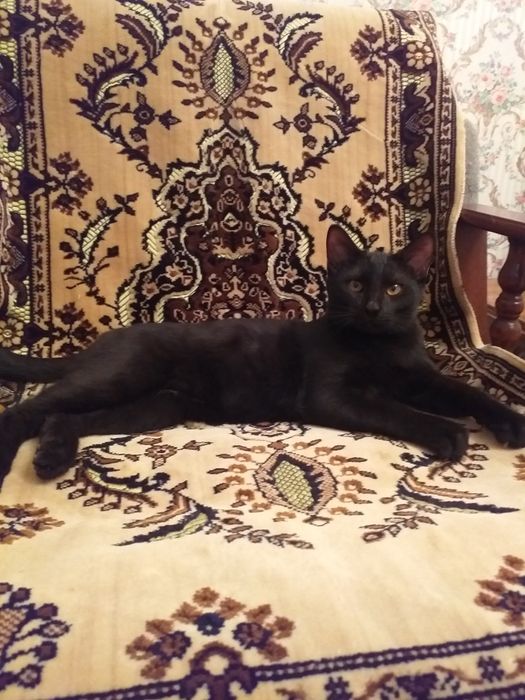 Котёнок  мальчик