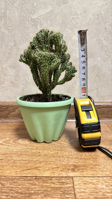 Продам растение кактус