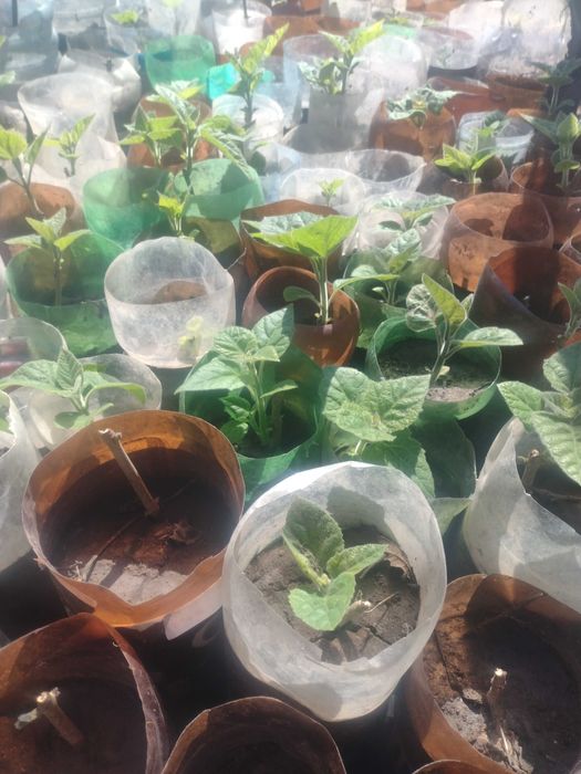 Продава Пауловния томентоса